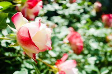 赤と白のコントラストが美しい薔薇 ジュビレ ドゥ プリンス ドゥ モナコ