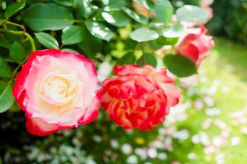 赤と白のコントラストが美しい薔薇 ジュビレ ドゥ プリンス ドゥ モナコ