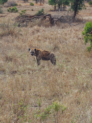 Hyena in Kruger Africa