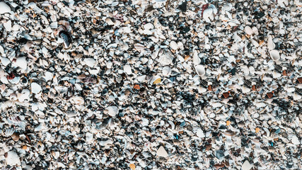 Close-up seashells on beach sand summer day. Abstract ocean background pattern collection