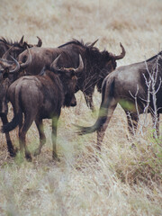 Obraz na płótnie Canvas wildebeest in the kruger