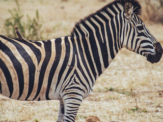 zebra in the wild with bird