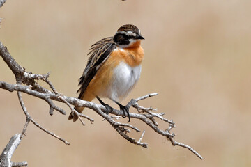 Braunkehlchen // Whinchat (Saxicola rubetra) - Vogel des Jahres 2023