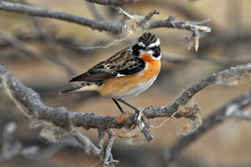 Braunkehlchen // Whinchat (Saxicola rubetra) - Vogel des Jahres 2023