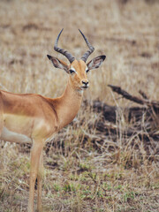 Naklejka na ściany i meble impala antelope in kruger national park