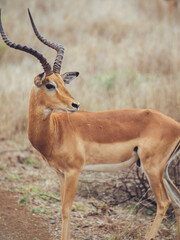 Fototapeta premium impala antelope in kruger park
