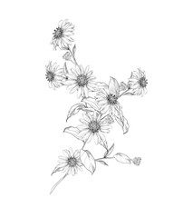 ヨメナの手描き線画イラスト　ボタニカルアート