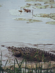 crocodile in the water