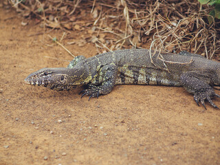 lizard on the ground