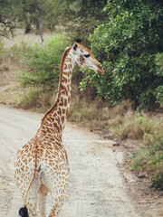 giraffe in the wild