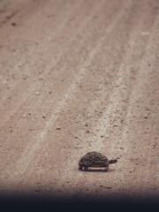 tortoise on the road kruger
