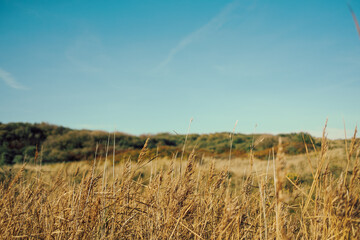 north german dune landscape on with meadow in sunlight