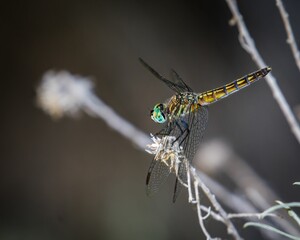 Macro shot of a dragonfly against blurred background