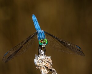 Macro shot of a dragonfly against blurred background