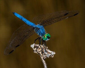 Macro shot of a dragonfly against blurred background