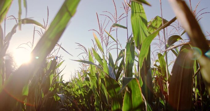 Corn maize field, agricultural landscape, static shot