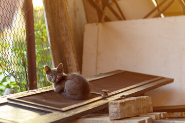 Cute small gray kitten looking at camera