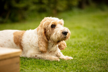 Dogs playing in the garden 