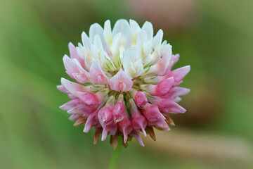Closeup on a colorful pink and white flowerhead of the alsike clover, Trifolium hybridum