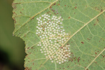 insect eggs on natural leaf macro