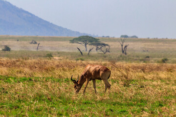 Naklejka na ściany i meble Coke's hartebeest (Alcelaphus buselaphus cokii) or kongoni in Serengeti national park in Tanzania, Africa