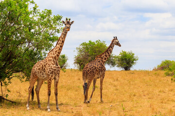 Naklejka na ściany i meble Pair of giraffes in savanna in Serengeti national park in Tanzania. Wild nature of Tanzania, East Africa