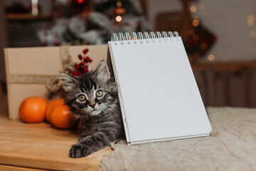 cute gray kitten with an empty notepad in the kitchen before Christmas. Recipes for the New Year's table, a symbol of the year. New Year's mockup