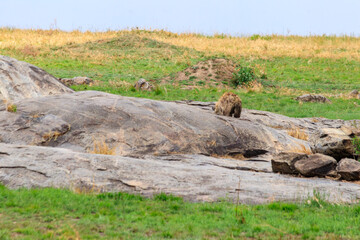 Spotted hyena (Crocuta crocuta), also known as the laughing hyena, in Serengeti National park in Tanzania