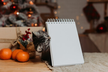 Naklejka na ściany i meble cute gray kitten with an empty notepad in the kitchen before Christmas. Recipes for the New Year's table, a symbol of the year. New Year's mockup