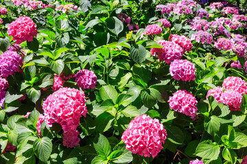 Pink hydrangea or hortensia in a garden