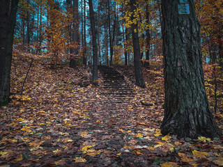 Forest stairs © Mateusz