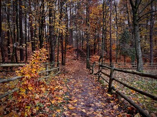 Forest path © Mateusz