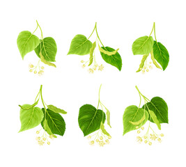 Blooming linden twig with green leaves and flowers set vector illustration