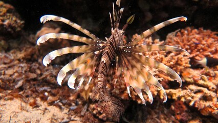 lionfish of red sea egypt