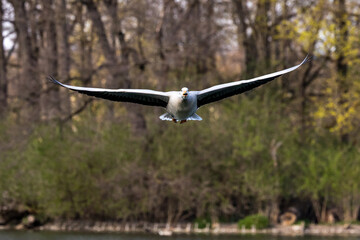 The bar-headed goose, Anser indicus flying over a lake in English Garden in Munich