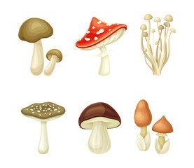 Wild forest edible and poisonous mushrooms set vector illustration