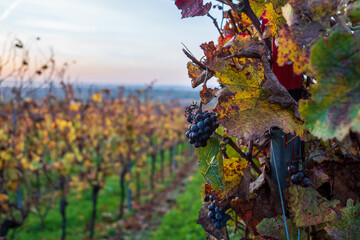 geiztraube im herbst