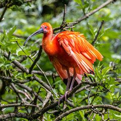 Scarlet ibis, Eudocimus ruber. Wildlife animal in the zoo