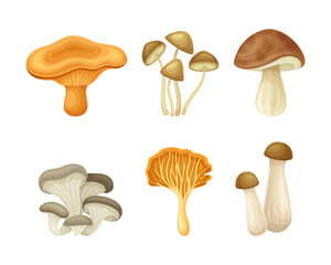 Wild forest edible mushroom types set vector illustration