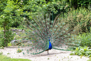 Obraz premium Indian Peacock or Blue Peacock, Pavo cristatus