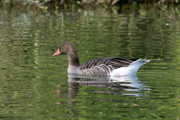Fototapeta premium The greylag goose, Anser anser is a species of large goose