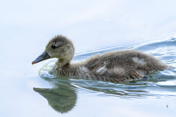 The Eurasian coot, Fulica atra swimming on the Kleinhesseloher Lake at Munich, Germany