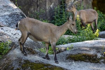 Male mountain ibex or capra ibex on a rock living in the European alps