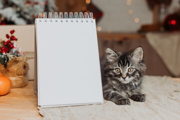 cute gray kitten with an empty notepad in the kitchen before Christmas. Recipes for the New Year's...