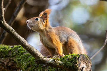 Eurasian red squirrel, Sciurus vulgaris at Old North Cemetery of Munich, Germany