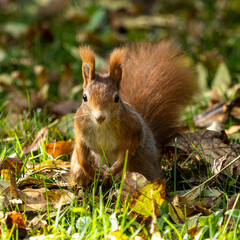 Eurasian red squirrel, Sciurus vulgaris at Old North Cemetery of Munich, Germany