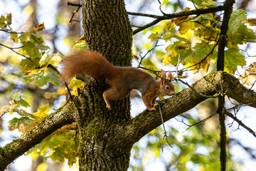 Eurasian red squirrel, Sciurus vulgaris at Old North Cemetery of Munich, Germany