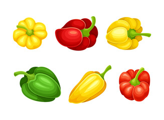 Set of sweet peppers. Red, yellow and green bell peppers vector illustration