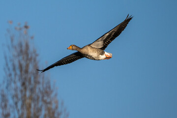 The flying greylag goose, Anser anser is a species of large goose