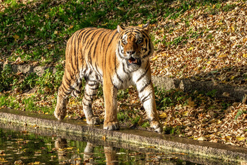 The Siberian tiger,Panthera tigris altaica in the zoo
